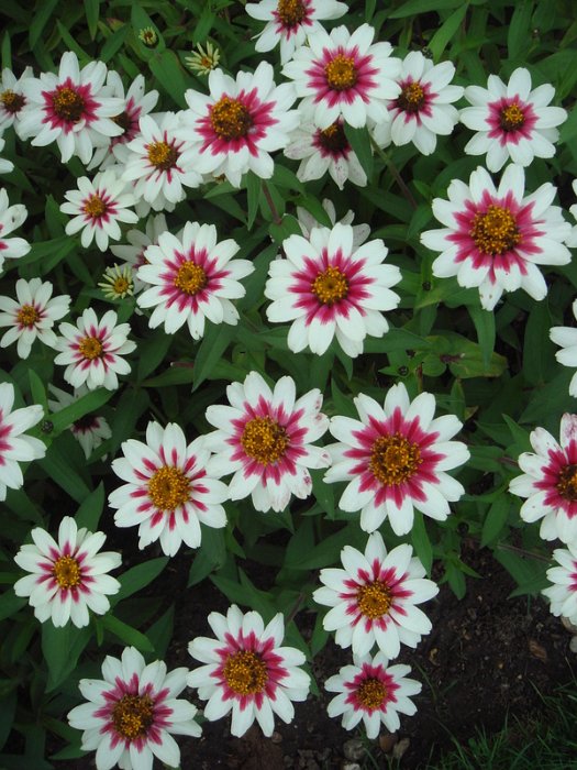 Zinnia x 'Zahara Starlite' (2)